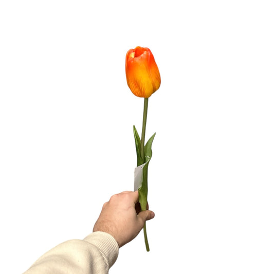 Tulipano singolo