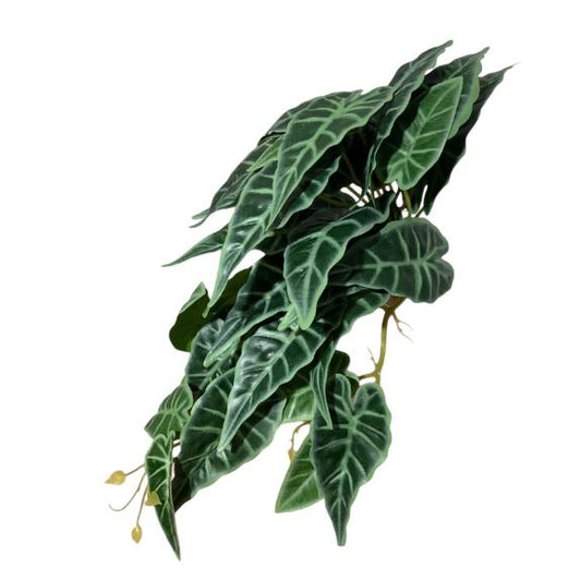 Cascante syngonium 45cm