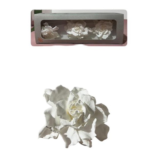 Gardenia white stabilizzata