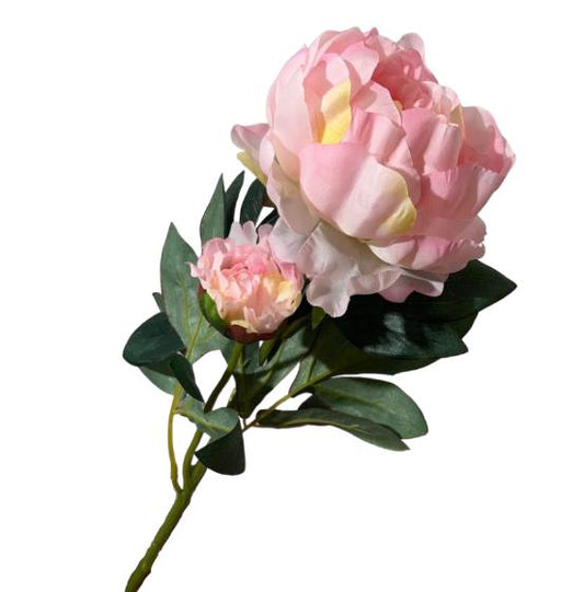 Peonia