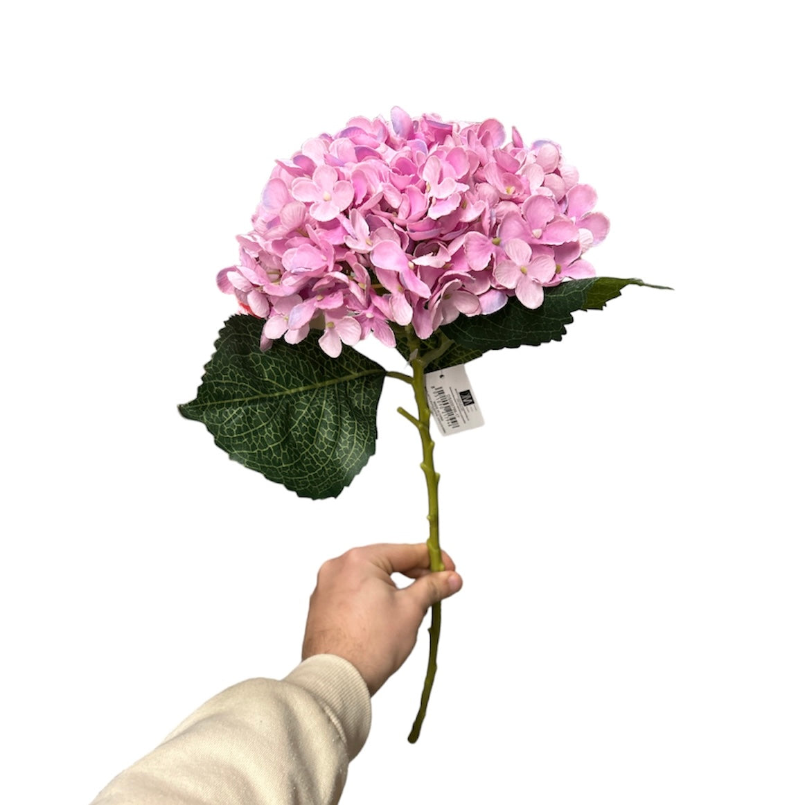 Ortensie