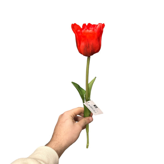 Tulipano singolo