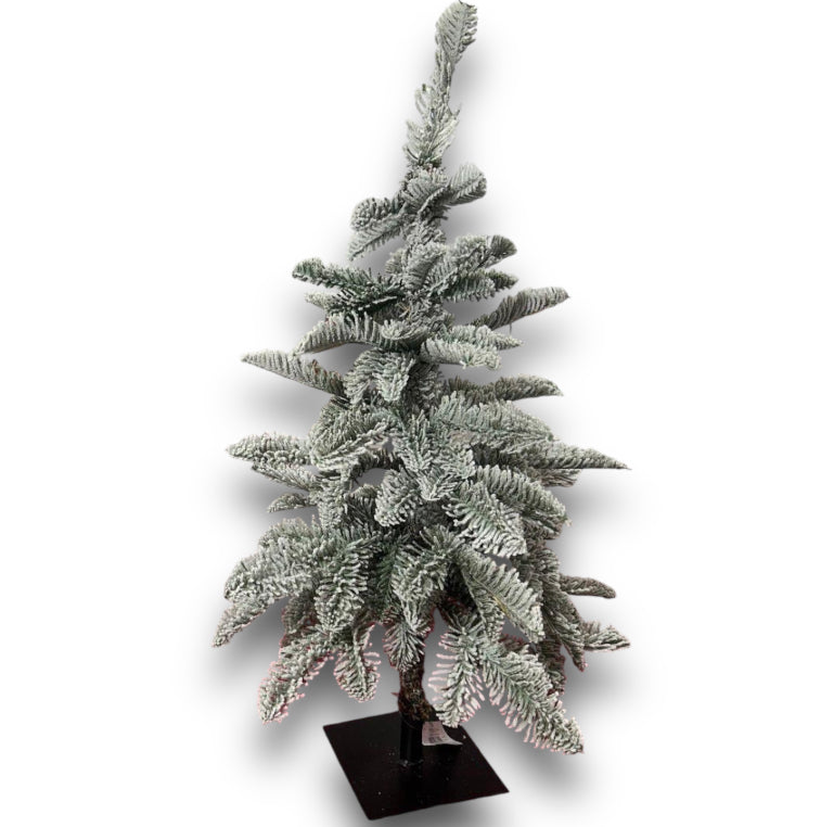Pinetto white noble fir 60cm