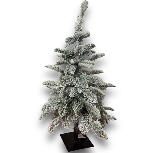 Pinetto white noble fir 60cm