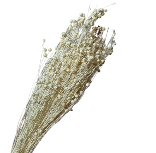 Lino 100g