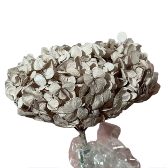 Hydrangea stabilizzata