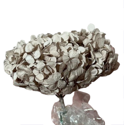 Hydrangea stabilizzata - Mamà Lah