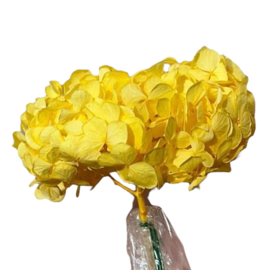 Hydrangea stabilizzata