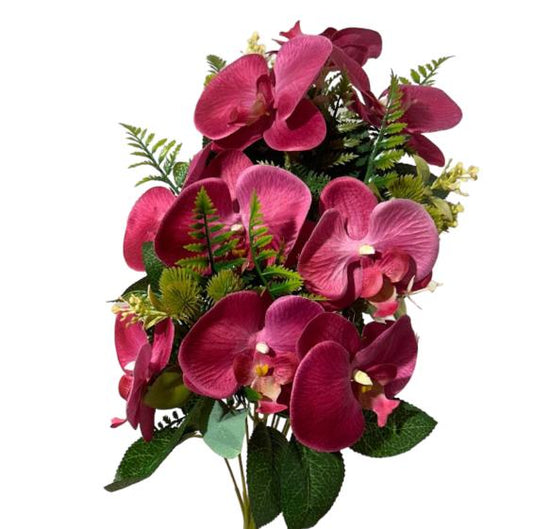 Frontale phalenopsis 55cm