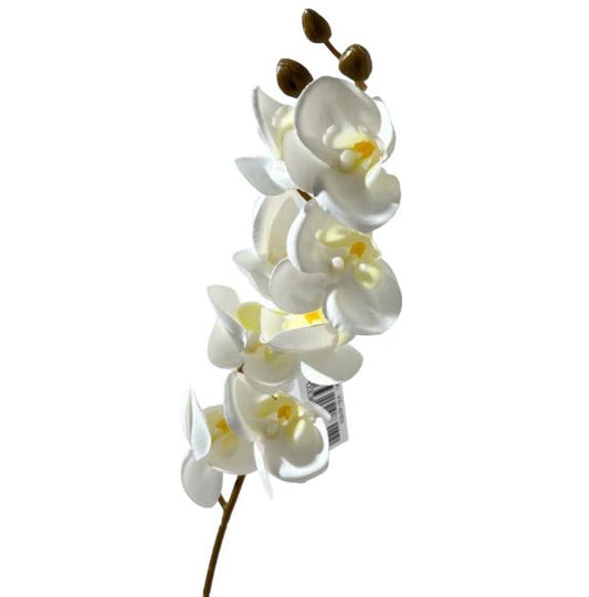 Orchidea