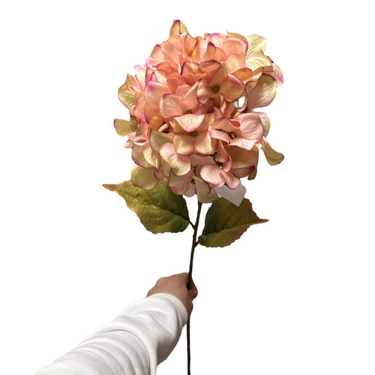 Ortensie bud