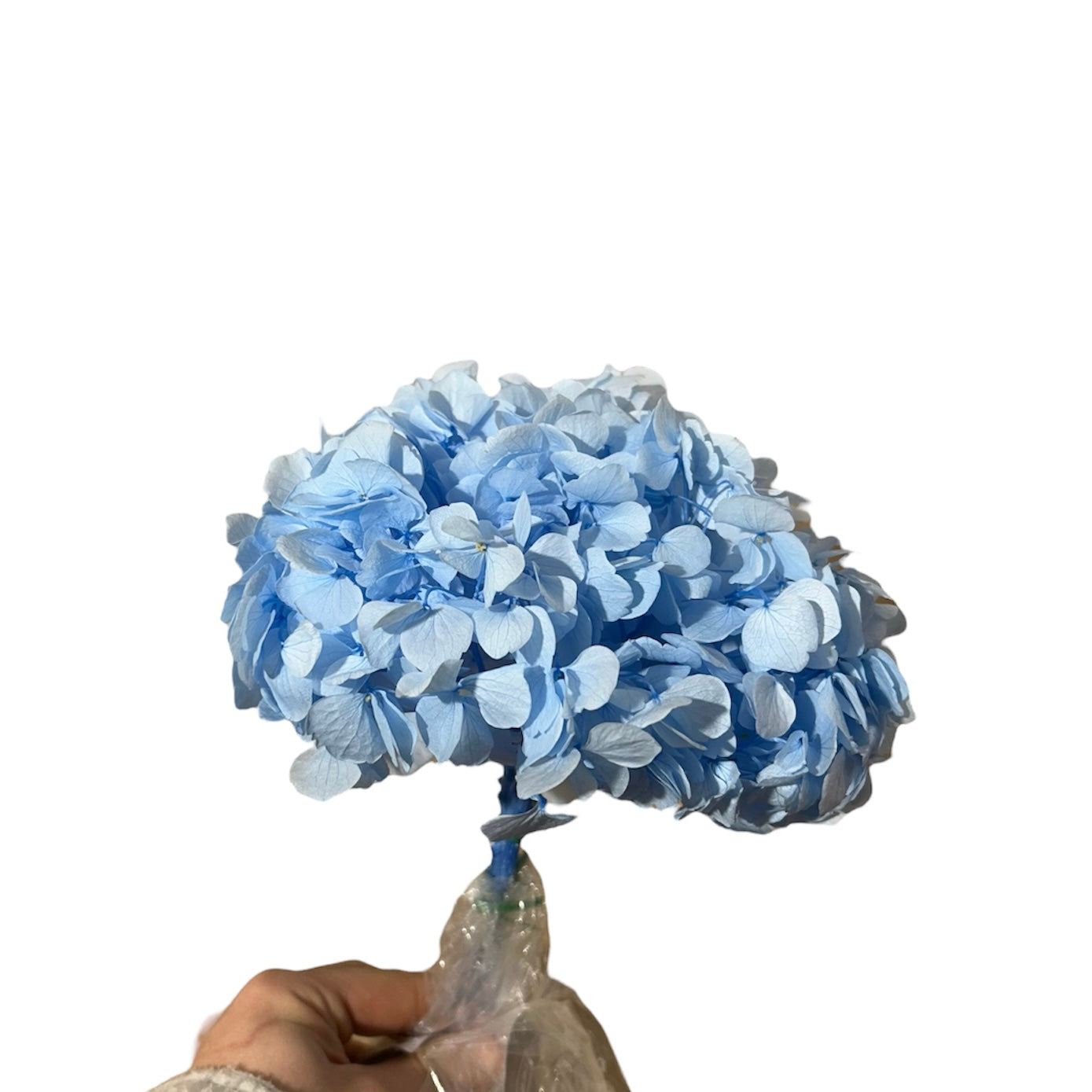 Hydrangea Stabilizzata