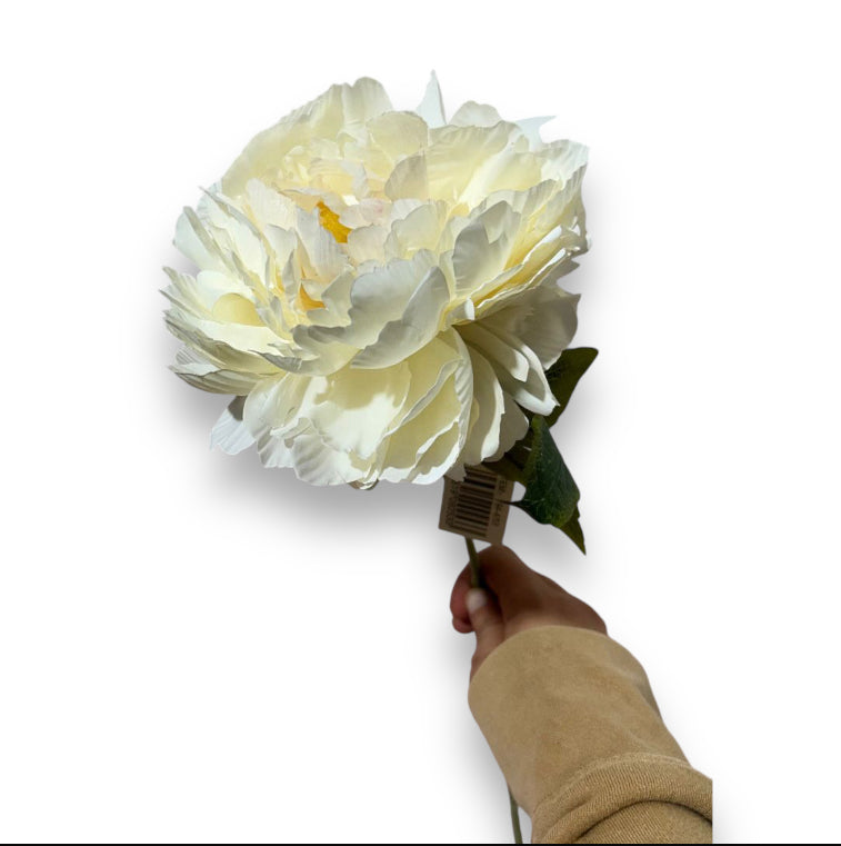 Peonia