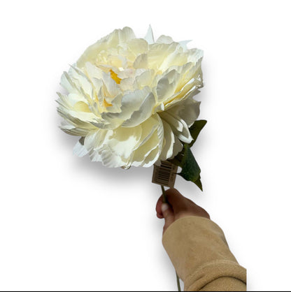 Peonia