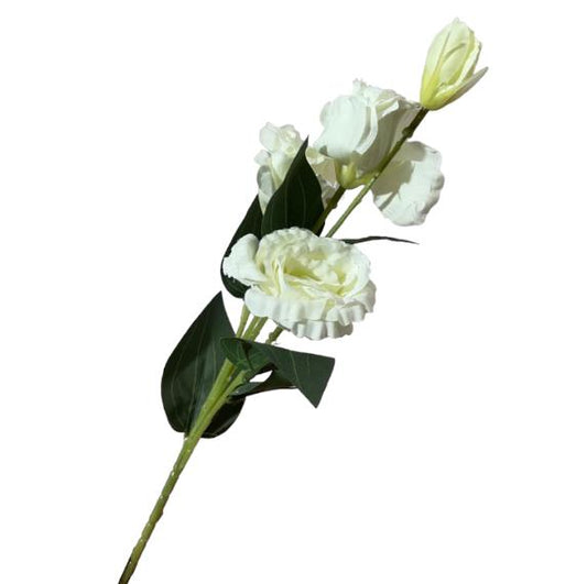 Ra. Lisianthus