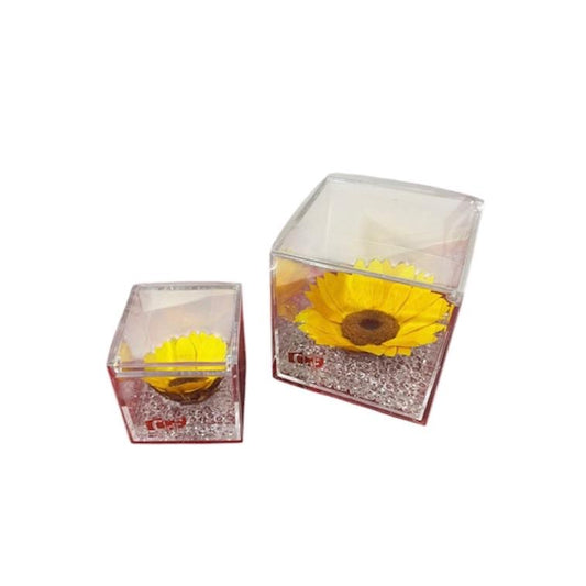 Composizione Girasoli stabilizzati