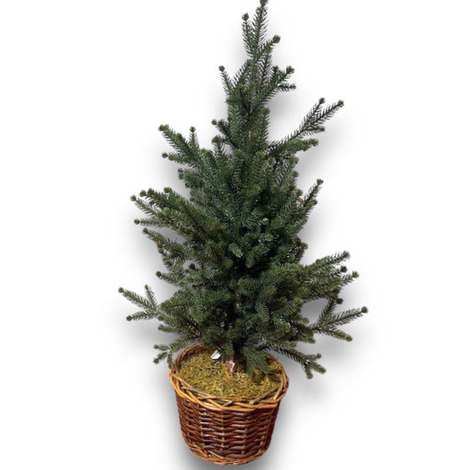 Pinetto scotch con cesto H.65cm