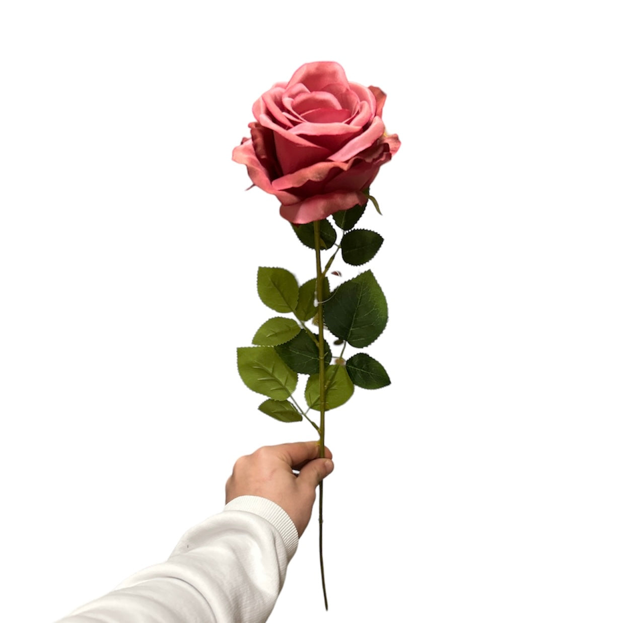 Rose singole