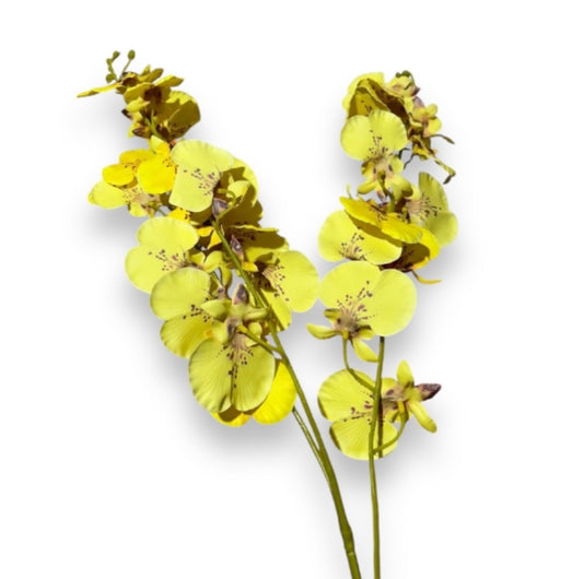 Ramo Dancing orchid 16x16x89cm