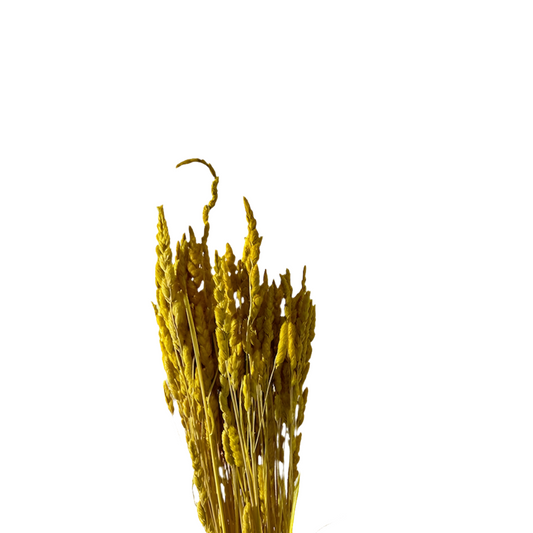 Mazzo paleone