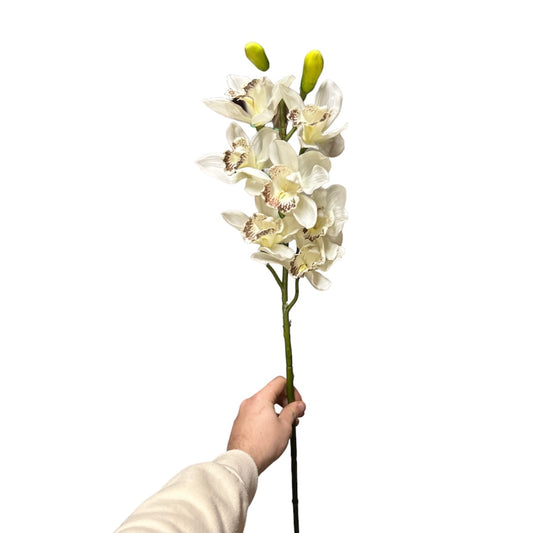 Cymbidium spray w/7flowers