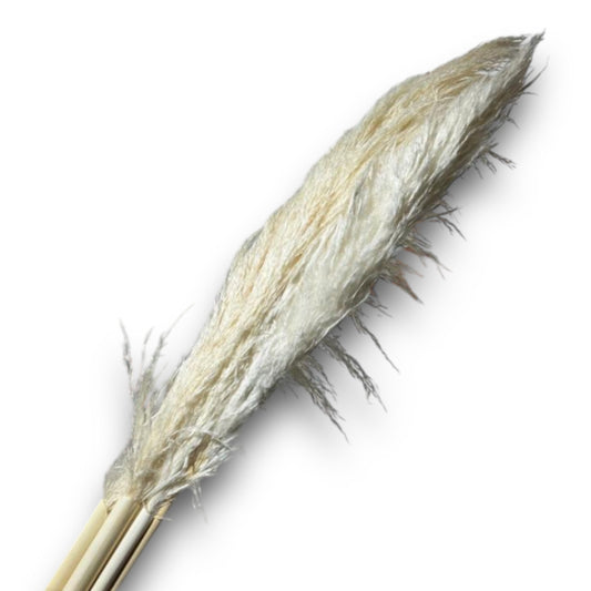 PAMPAS SBIANCATA (6pz)