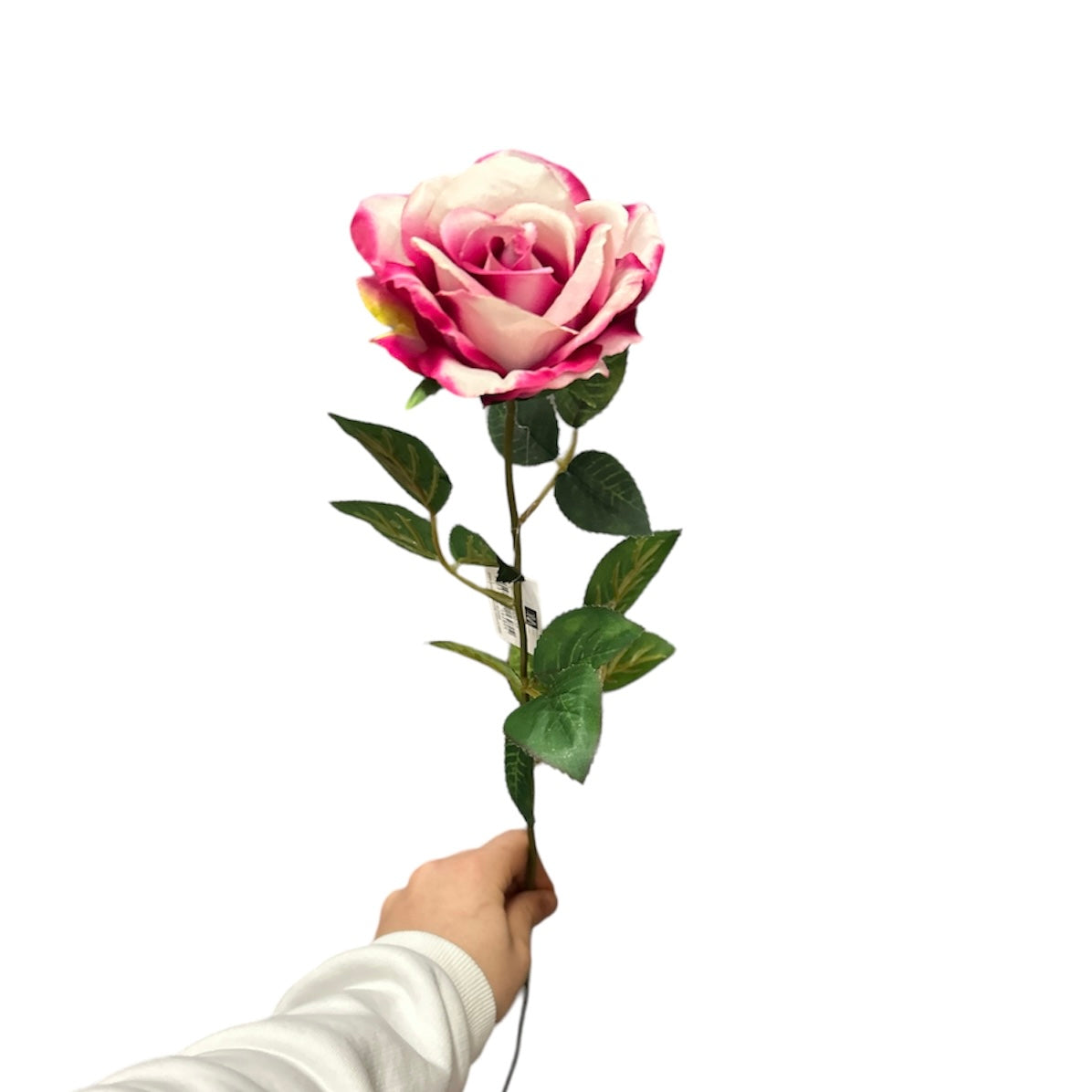 Rose singole
