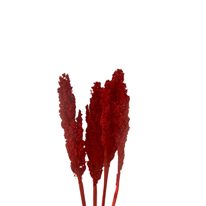 Sorgo 5pz