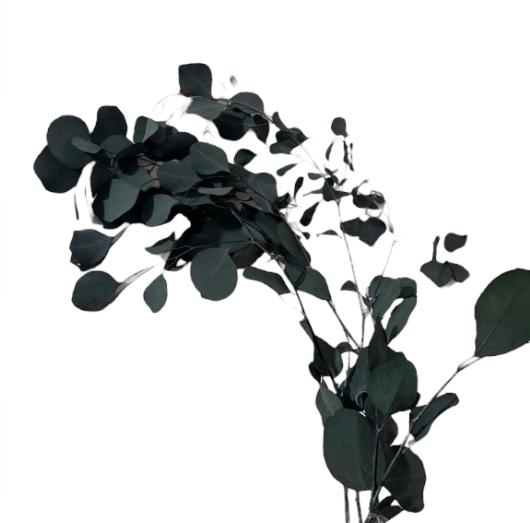Eucalyptus populus stabilizzato 60/70cm 150/160g