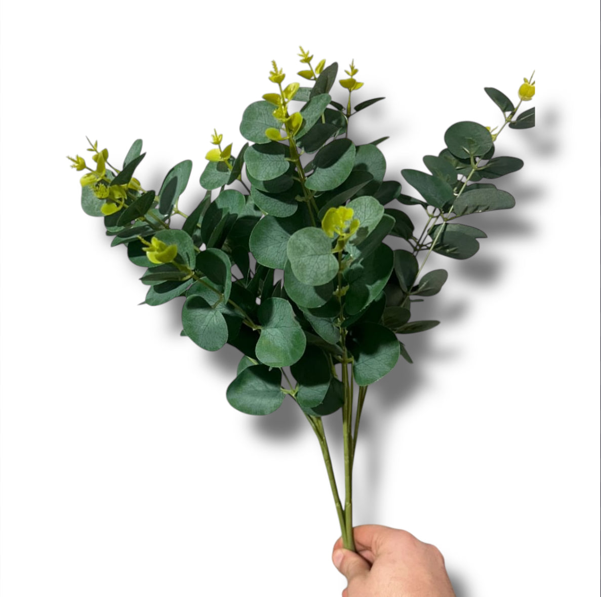 Eucalipto bush natural