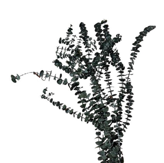 Eucalypto baby stabilizzato 60/70cm 150/160g - Mamà Lah