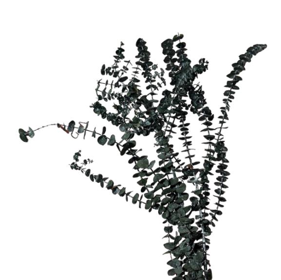 Eucalypto baby stabilizzato 60/70cm 150/160g