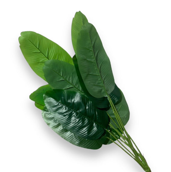 Foglia di banano verde