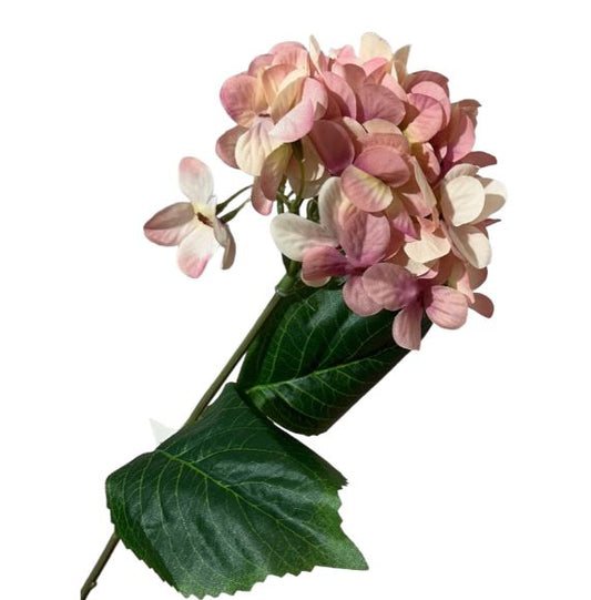 Ortensia