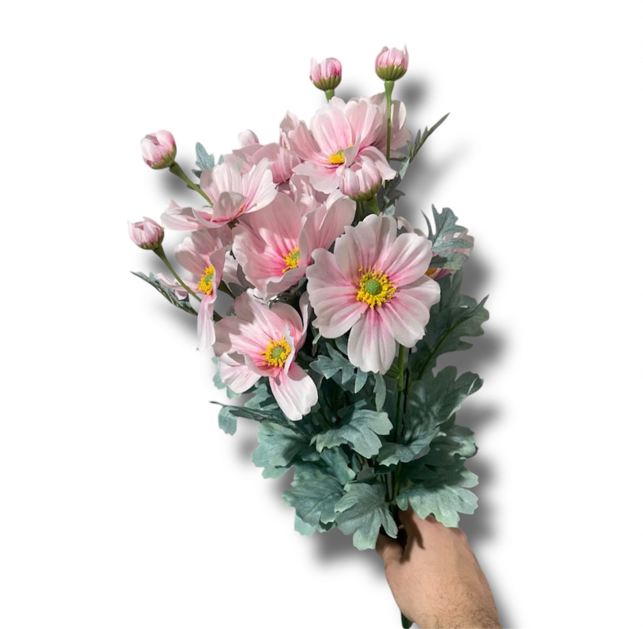 Cosmos bush 58cm