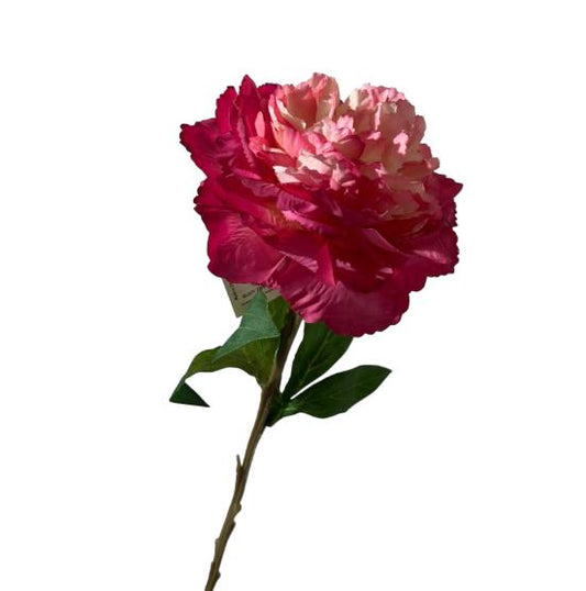 Peonia isabel 65cm