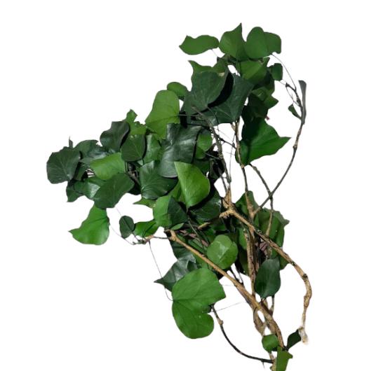 Edera arborea stabilizzata 50/60cm 120/130g