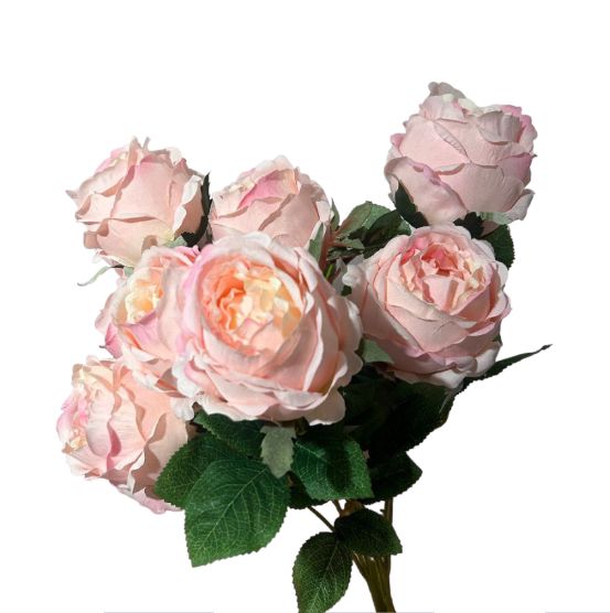 Bush rosa cabbage x10 - Mamà Lah