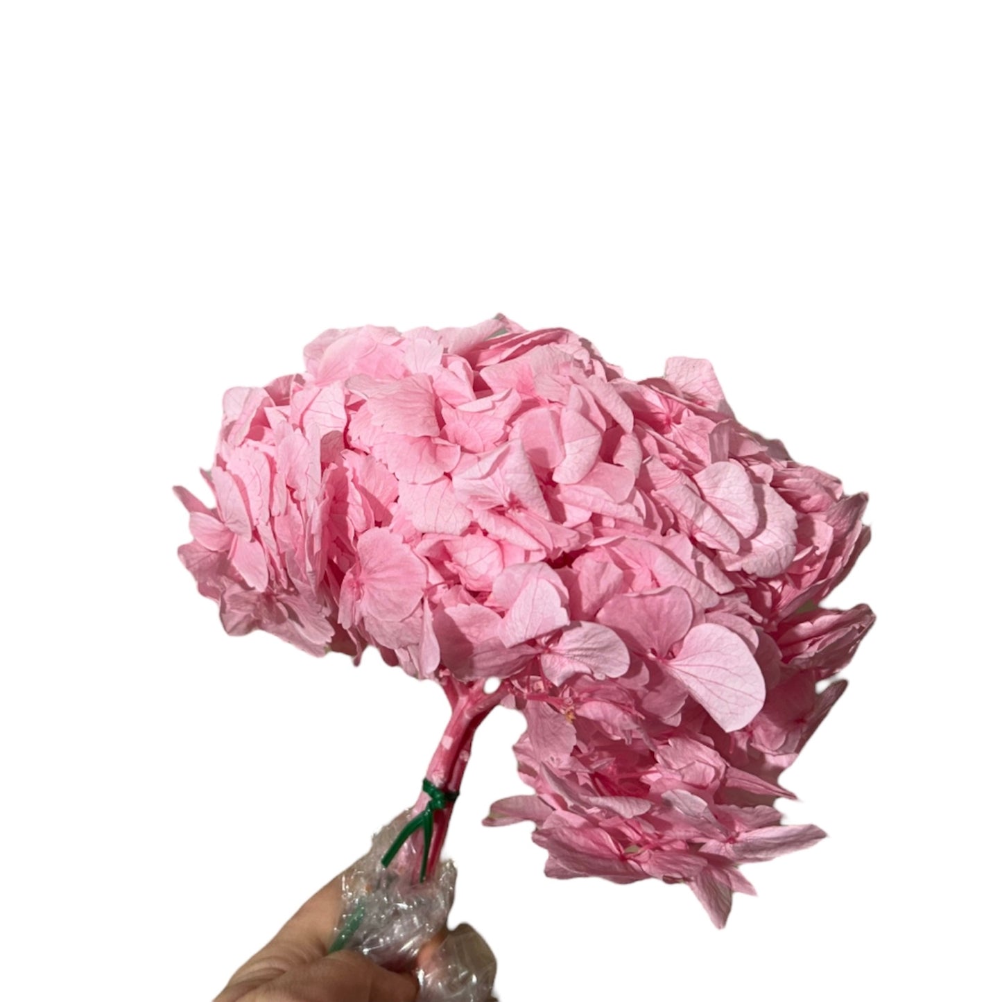 Hydrangea Stabilizzata