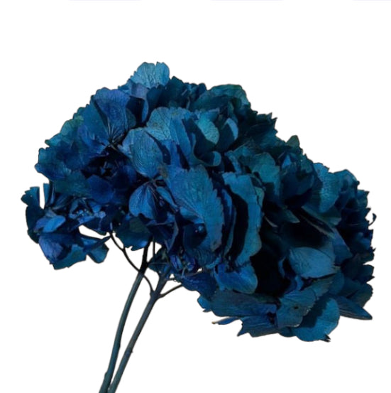 Hydrangea stabilizzata