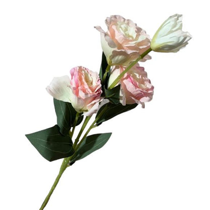 Ra. Lisianthus - Mamà Lah