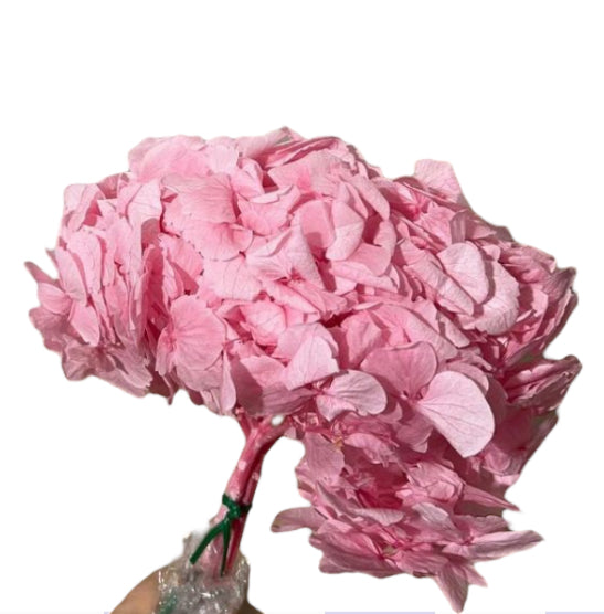 Hydrangea stabilizzata