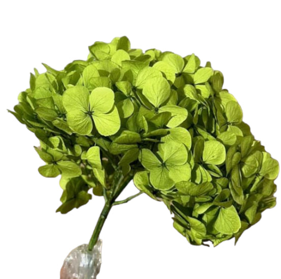 Hydrangea stabilizzata