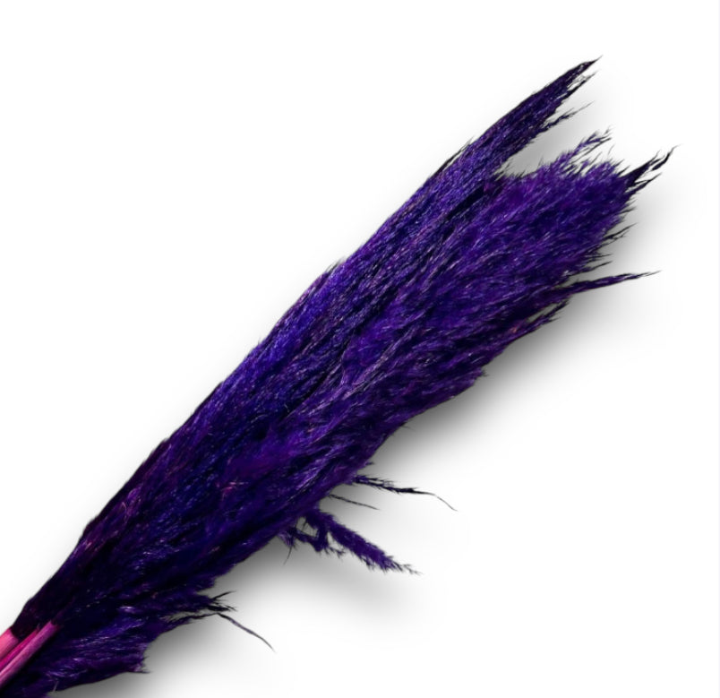PAMPAS LUNGA COLORATA (6pz)