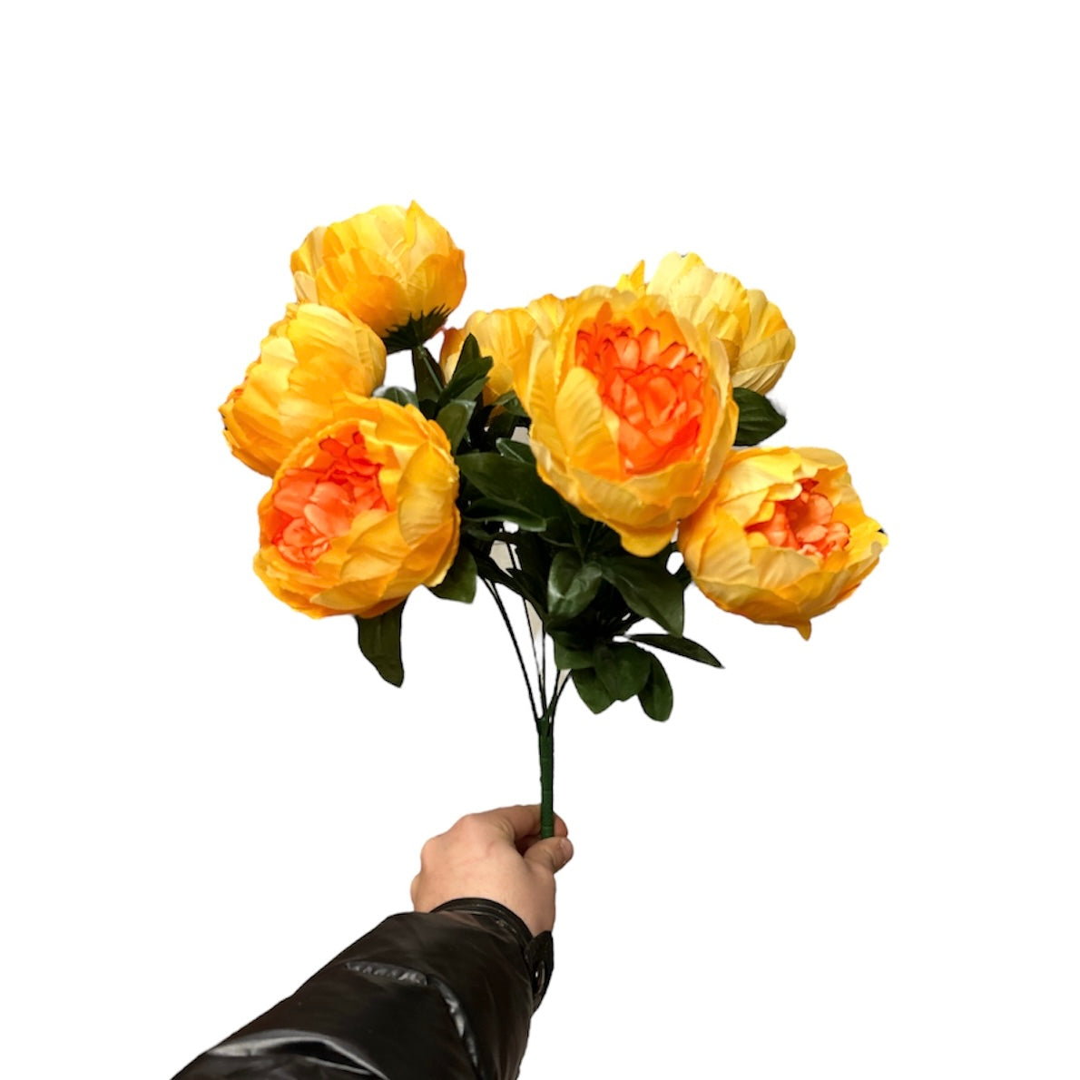 Peonie bush x7