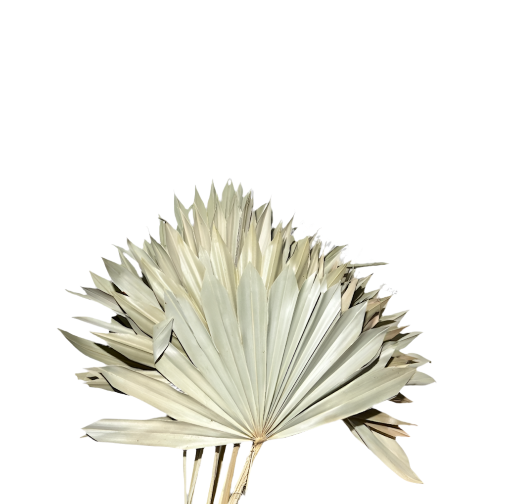 Palm sun spear naturale 10pz