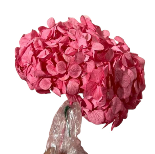 Hydrangea stabilizzata