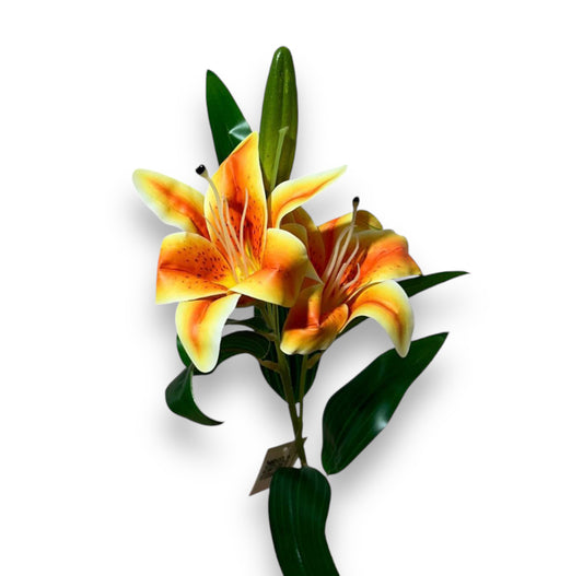 Lilium