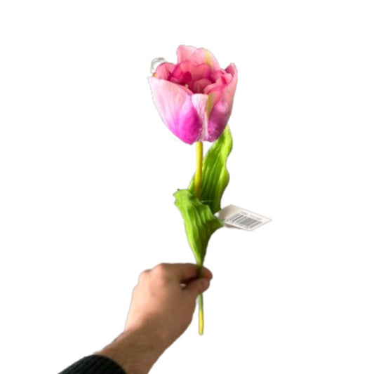 Tulipano singolo