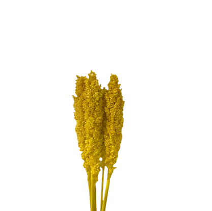 Sorgo 5pz